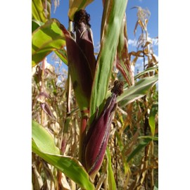 J&L Gardens Red Husk Spectrum - Multi-colored popcorn with multiple ears on a stalk
