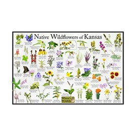 Where's Wildlife Native Wildflowers of Kansas Poster - Flower Chart (24" x 36")