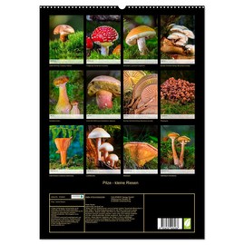 Mushrooms - Little Giants (Wall Calendar 2025 DIN A2 High), CALVENDO Monthly Calendar