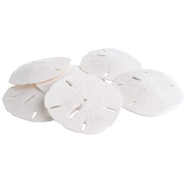 Sand Dollar | Real Sand Dollars 3"-3 1/2" (Set of 6) | Sand Dollar Shells | Nautical Crush Trading TM