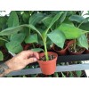 Unbranded FHIA-03 “Sweetheart” Dwarf Banana Plant – RARE Dwarf Banana