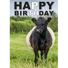 Charles Sainsbury-Plaice Belted Galloway cow birthday card