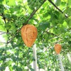 DECYOOL 2 Pack Wasp Nest Decoy Wasp Deterrent for Hornets