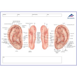 3B Scientific Acupuncture Meridian Notepad Italian 30cm x 21cm 0.5cm
