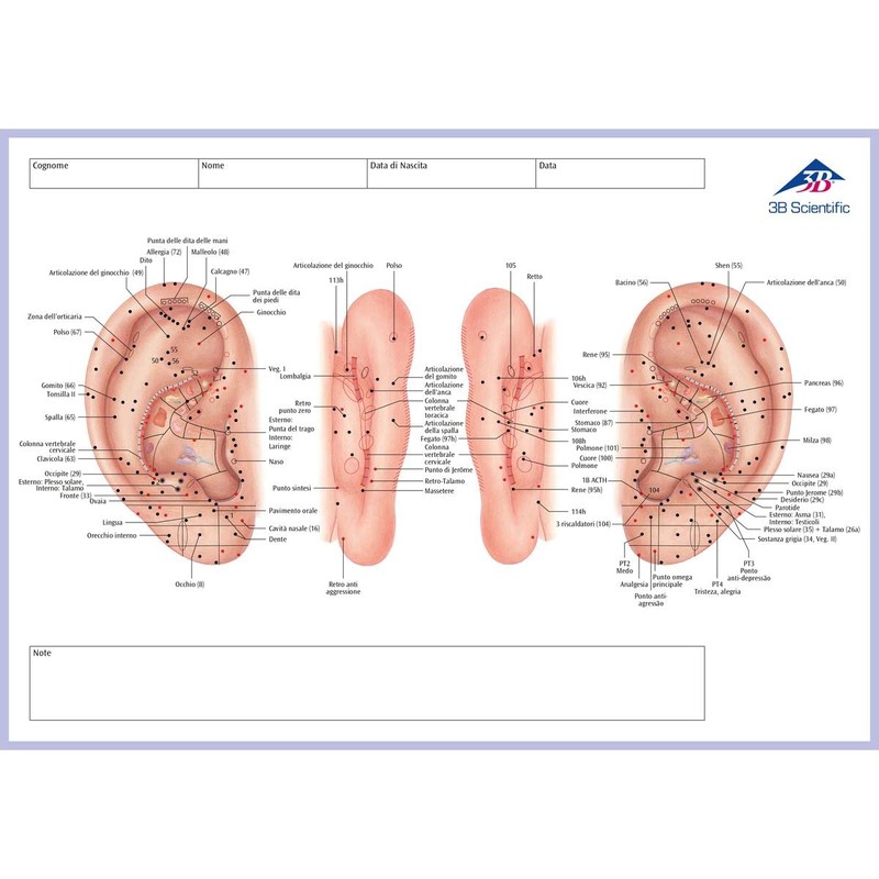 3B Scientific Acupuncture Meridian Notepad Italian 30cm x 21cm 0.5cm