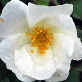 Perennial Farm Marketplace White Out Rose (Knockout) Flowering Shrub, Size-#3 Container, Snow Colored Blooms