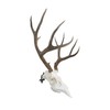 Dead On Display -Angle Bracket Adapter, European Skull Mount- Taxidermy
