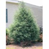 Carolina Sapphire Cypress Tree | 2 Large Gallon Size Plants