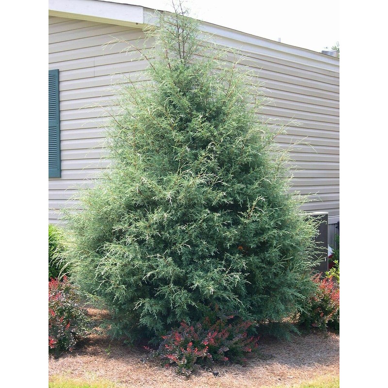 Carolina Sapphire Cypress Tree | 2 Large Gallon Size Plants