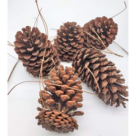 Zugar Land 12 Pack Pine Cones 2" - 3" Real All Natural Pinecones in Bulk (Unscented) Various Size - Perfect for Arts and Crafts, Home Decor Accent Vase Filler. (2-3 Inch)