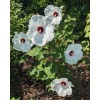 WHITE HIBISCUS MOSCHEUTOS (SWAMP ROSE-MALLOW) 20 SEEDS ( FRESH 2023