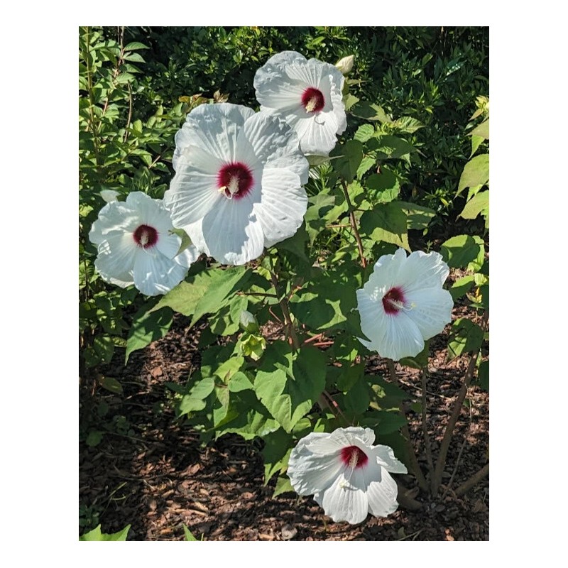 WHITE HIBISCUS MOSCHEUTOS (SWAMP ROSE-MALLOW) 20 SEEDS ( FRESH 2023