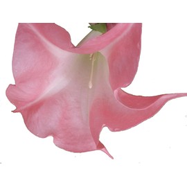 Butterfly Pink Brugmansia Angels Trumpet Live Tropical Plant Coral Pink Fragrant Flower Starter Size 4 Inch Pot Emeralds TM