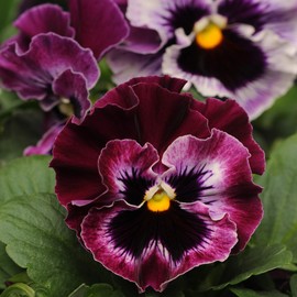 Outsidepride Frizzle Sizzle Raspberry Viola Pansy Seeds for Planting - 100 Pcs. Biennial, Cold-Hardy & Pollinator Friendly Flowers with Fragrant Blooms for Garden Beds, Borders & Container Displays