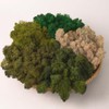 Prefleur Preserved Reindeer Mix Craft Moss Natural Green DIY Kit