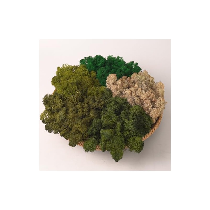 Prefleur Preserved Reindeer Mix Craft Moss Natural Green DIY Kit