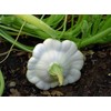 25 Early White Bush Scallop Summer Squash Seeds for Planting.
