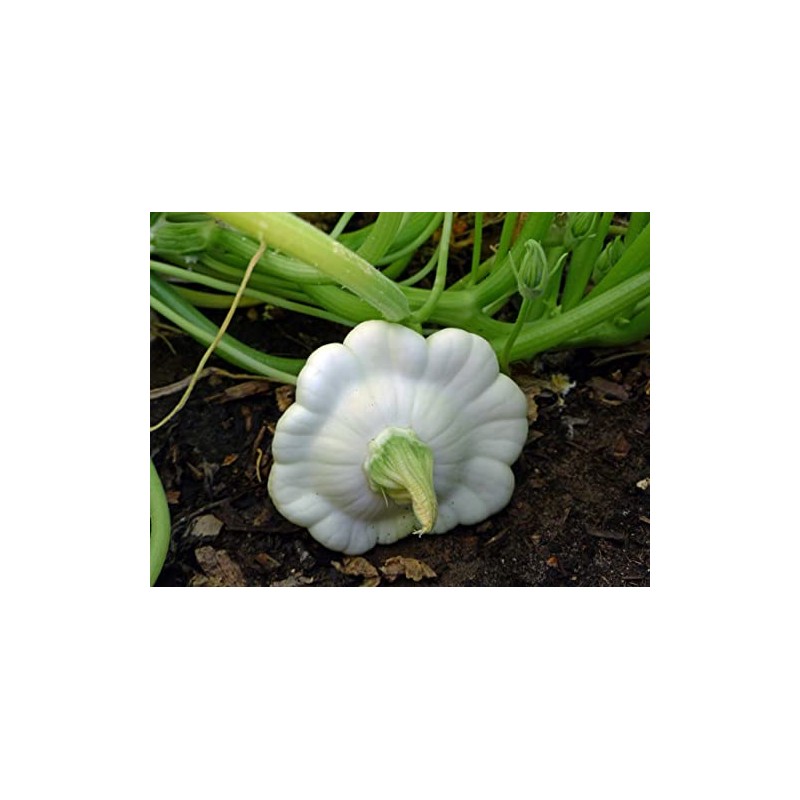 25 Early White Bush Scallop Summer Squash Seeds for Planting.