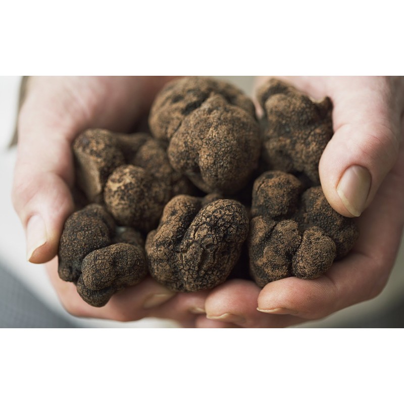 Spoers Black Truffle Mushrooms Dried Mycelium Seeds Spawn Substrate for