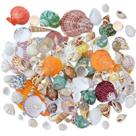 YiiHHooN Sea Shells, 200g Mixed Small Beach Seashells, Various Kinds Conch Shell Hermit Crab Shells Set for Fish Tank Beach Party Supplies Vase Fillers DIY Crafts Home Decorations