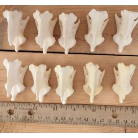 10 Coyote Axis Bones Canis Iatrans