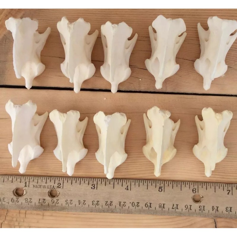 10 Coyote Axis Bones Canis Iatrans