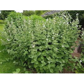 Marshmallow Seeds | Organic | NON-GMO | Heirloom | Best Seller