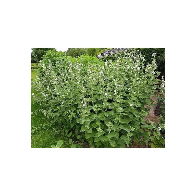 Marshmallow Seeds | Organic | NON-GMO | Heirloom | Best