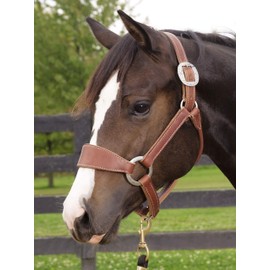 Weaver Leather Stacy Westfall Bronc Halter Sunset, Average