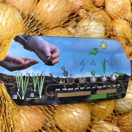KOVA® 2 x 500 g Stuttgart Giant Yellow Mild Sharp Vegetable Onions Yellow Onions in High Quality for Planting in Spring, No Seeds, Onion in Net + 1 Picture Magnet