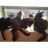 Earth's Answers Natural Cat and Kitten Wormer Diatomaceous Earth Herbal