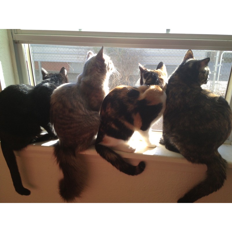 Earth's Answers Natural Cat and Kitten Wormer Diatomaceous Earth Herbal