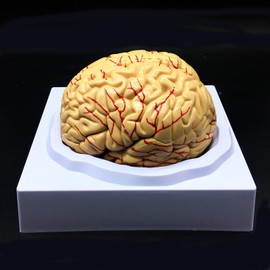 Human Brain Model, Anatomically Accurate Brain Model Life Size Human Brain Anatomy for Science Classroom Study Display Teaching Medical Model