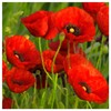 Everwilde Farms - 1 Oz Red Poppy Wildflower Seeds -