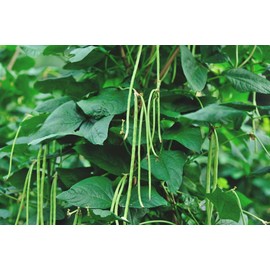 60 Asian Long Bean Seeds - Very Productive Heirloom - Non-GMO - Always Fresh Seed! - Planting Seeds for Home Vegetable Garden