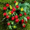 Outsidepride Strawberry Indian - 5000 Seeds