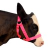 Cow Halter Cattle Halters Adjustable Calf Halter with Leading Rope