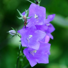 Outsidepride Bellflower Peach-leaved Campanula Persicifolia Blue Plant Seed - 5000 Seeds