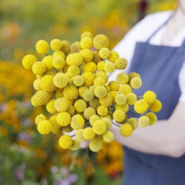 Eden Brothers Billy Button Seeds
