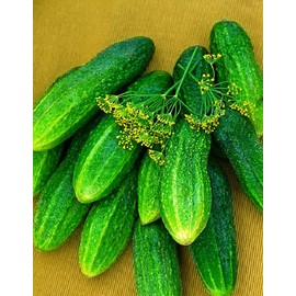 RAISE ME UP: Seeds Self-Pollinated Cucumber Firm Secret F1 for Pickling Non GMO