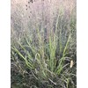 Hale Habitat & Seed Cave-in-Rock Switchgrass Native Grass Seed, Deer