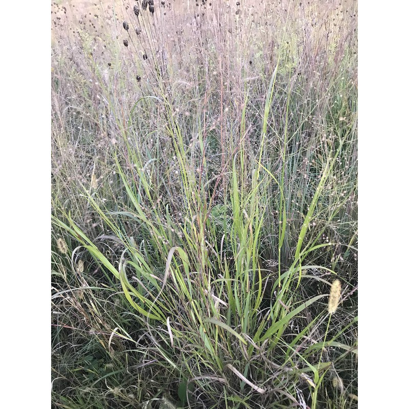 Hale Habitat & Seed Cave-in-Rock Switchgrass Native Grass Seed, Deer