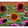 100 Pcs Multicolor Dwarf Variegated Sunflower Seeds Home Garden Decor