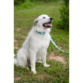 Country Brook Petz - Oh My Dog Leash - Dog's Life Collection Featuring Playful Designs (6 Foot, 1/2 Inch Wide)