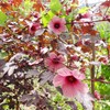 Cranberry Hibiscus Seeds Hibiscus Acetosella Evergreen Perennial Annual Edible Ornamental