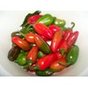 KIRA SEEDS - Seeds Jalapeno Chili Pepper - Hot -