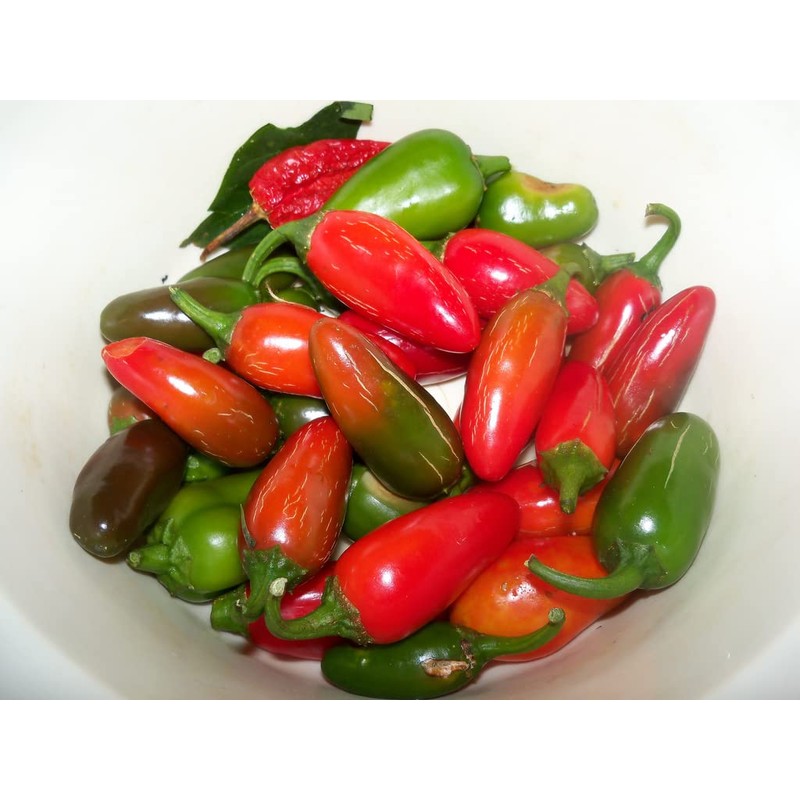 KIRA SEEDS - Seeds Jalapeno Chili Pepper - Hot -