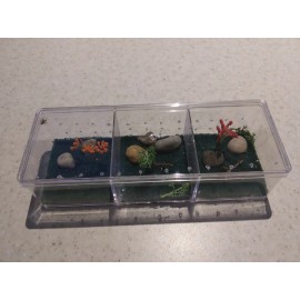 NEW 1  pet enclosure 3 room for spider , baby praying mantis or insect  8"x3"x2"