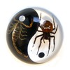 REAL BUG 4" Yin-Yang Terrain -Scorpion/Spider Black & White