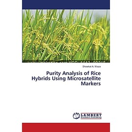 Purity Analysis of Rice Hybrids Using Microsatellite Markers